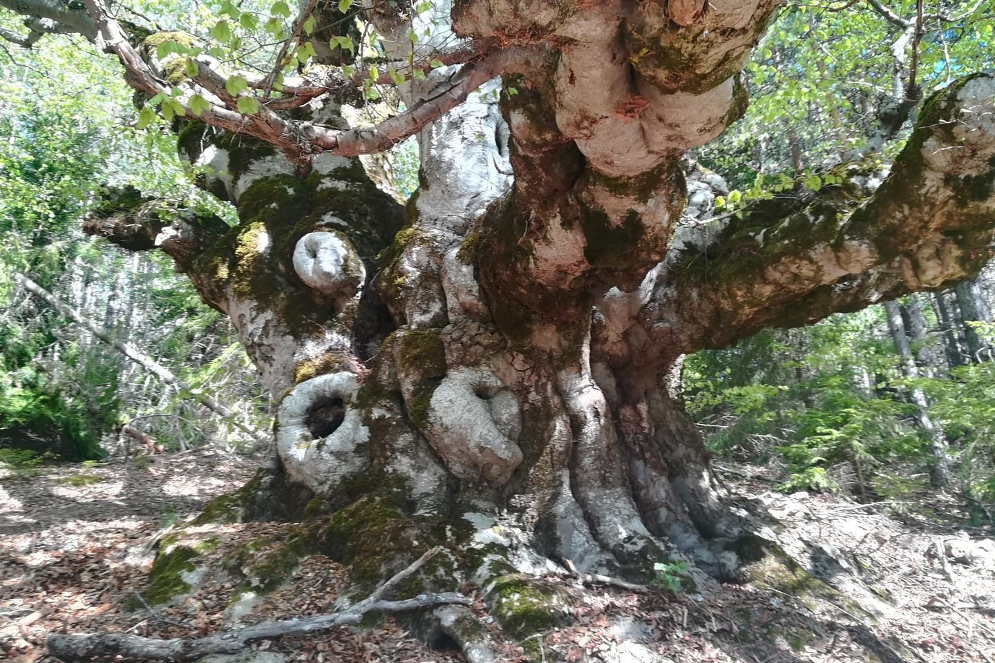Варадското кале